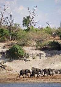 Elephant on sand against trees