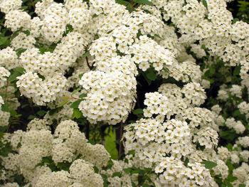 Close-up of white flowering plants