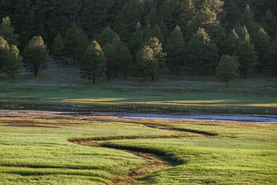 Scenic view of landscape