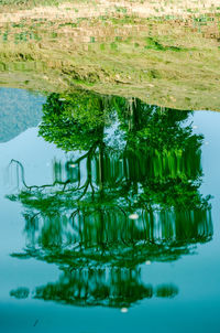 Reflection of trees in lake