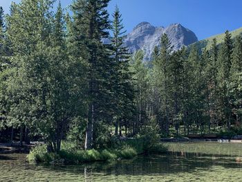 Scenic view of forest against sky