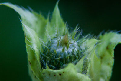 Macro shot of flower