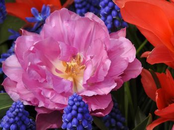 Close-up of flowers blooming outdoors