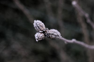 Close-up of frozen plant