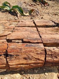 Close-up of wood on field