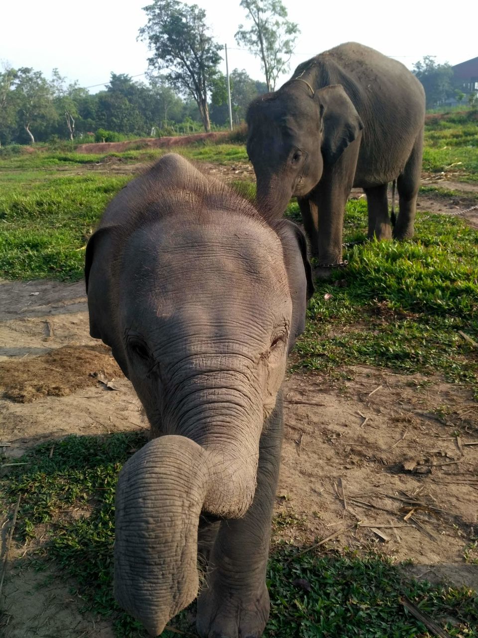 indian elephant, animal themes, animal, elephant, mammal, animal wildlife, wildlife, african elephant, plant, animal body part, group of animals, nature, no people, safari, animal trunk, grass, tree, environment, adventure, day, young animal, outdoors, elephant calf, two animals, land, standing, tusk, landscape, travel destinations, domestic animals, zoo, full length, tourism, sky, field