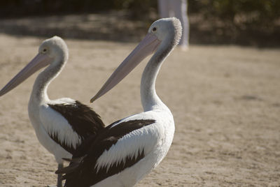 Close-up of pelicans