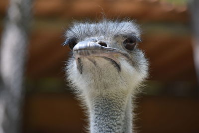 Close-up portrait of a bird