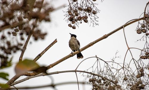 Low angle view of bird perching on tree against sky