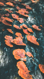 High angle view of autumnal leaves on rock