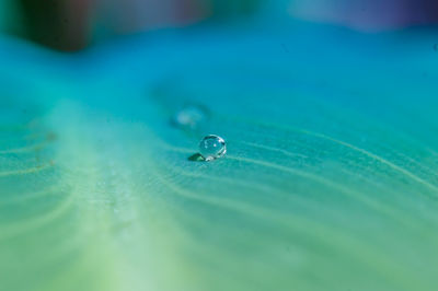 Close-up of water drop on leaf