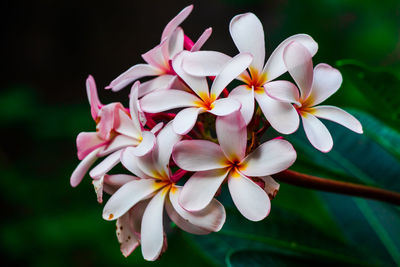 Close-up of white frangipani flowers