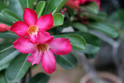 Close-up of pink flowering plant