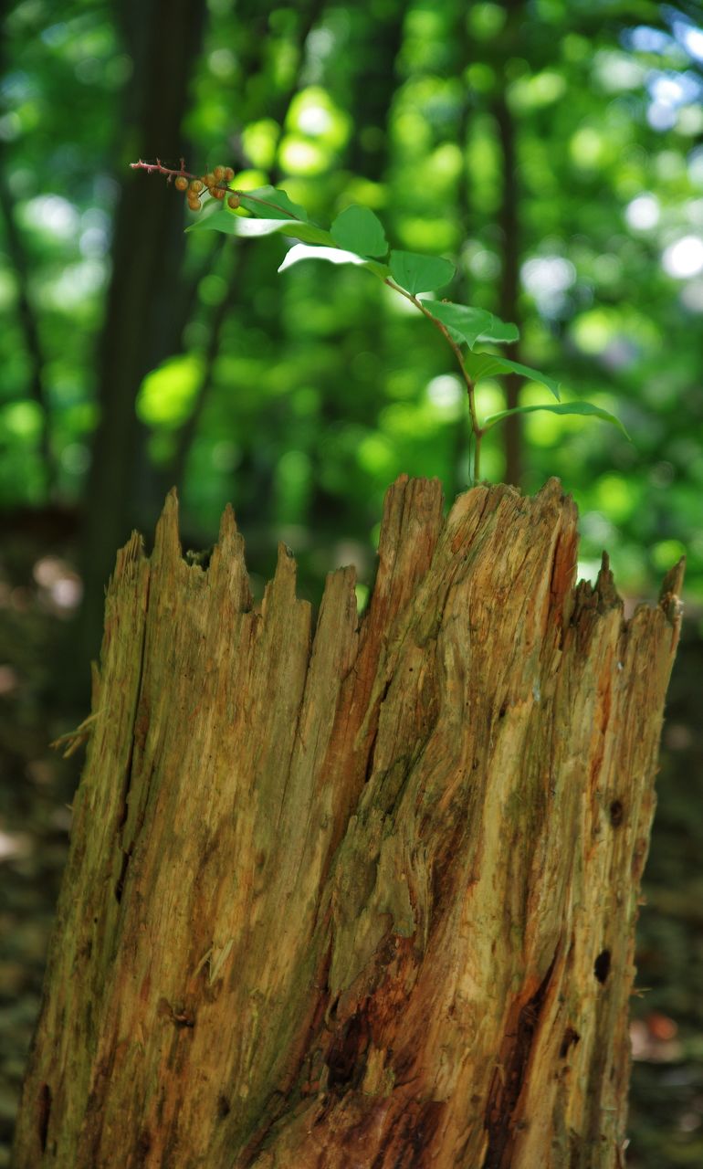 growth, tree, nature, green color, outdoors, focus on foreground, day, tree trunk, no people, close-up