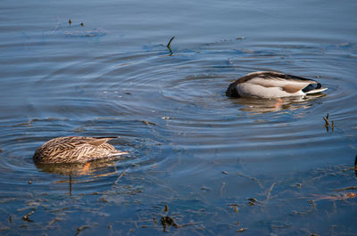 Duck swimming in lake