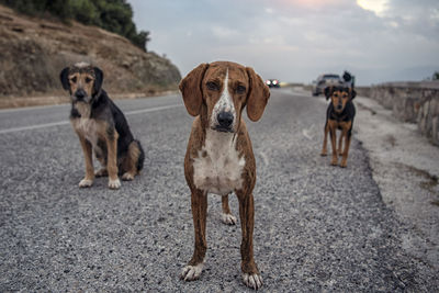Dogs standing on road