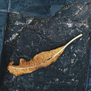 High angle view of autumn leaves