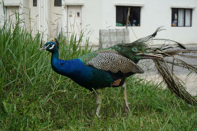 Side view of a peacock