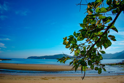 Plant on beach against blue sky