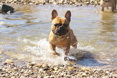 Dog running on beach