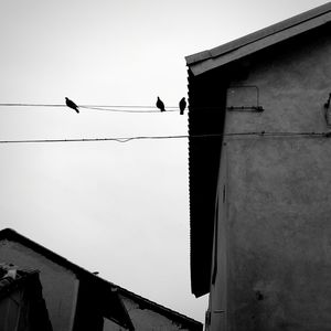 Low angle view of birds perching on cable against sky