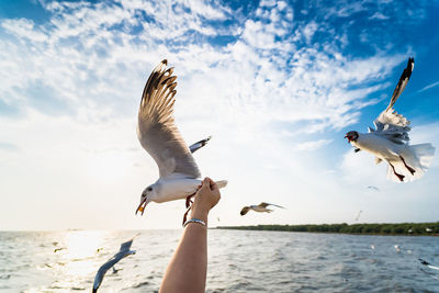 Seagulls flying over sea against sky