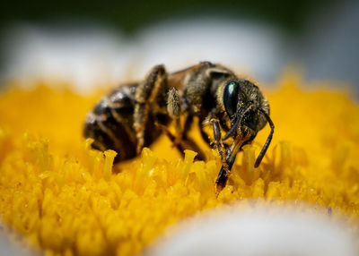 Close-up of bee pollinating on yellow flower