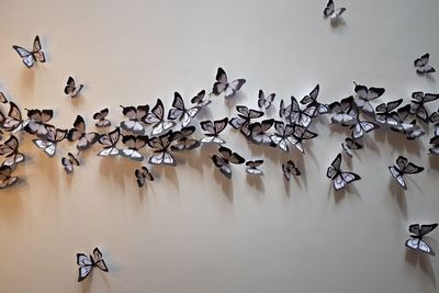 Butterfly decoration on wall