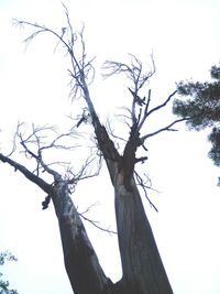 Low angle view of bare tree against clear sky