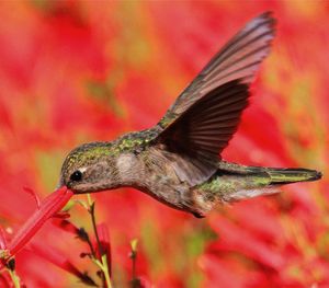Close-up of a hummingbird flying