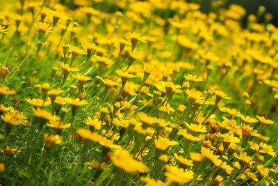 Full frame shot of yellow flowering plants on field