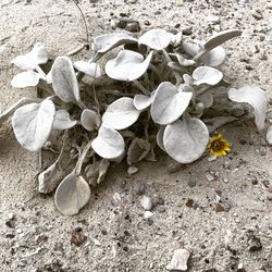 Close-up of sand on beach