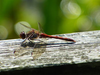 Close-up of insect on wooden surface