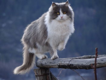 Portrait of cat sitting outdoors