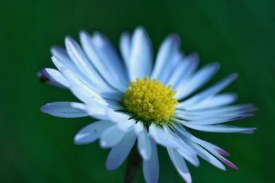 Close-up of white flower