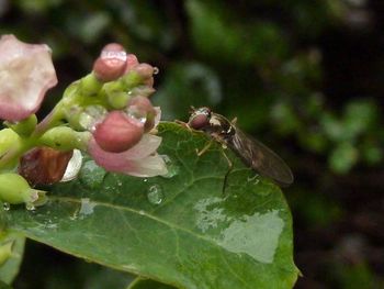 Close-up of raindrops on flower