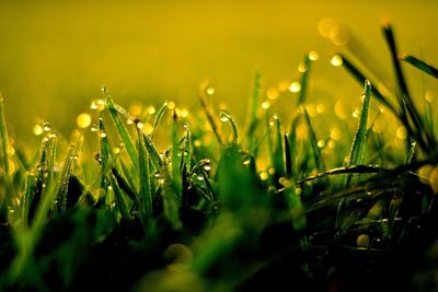 Detail of dew drops on grass blades