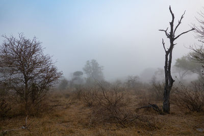 Bare tree on field against clear sky