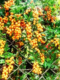 Close-up of fruits on tree