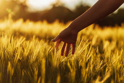 Cropped hand of woman touching crop at field