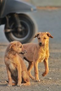 Portrait of two dogs