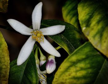 Close-up of flower against blurred background