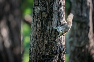 Close-up of squirrel on tree trunk