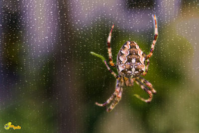 Close-up of spider on web