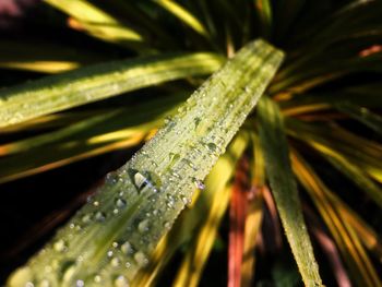 Close-up of water drops on leaf