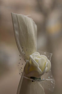 Close-up of white rose