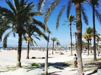 Palm trees on beach