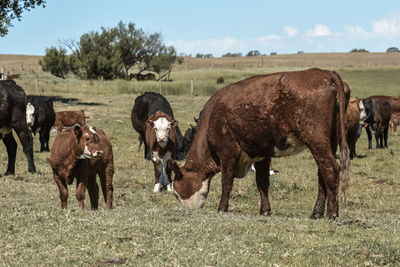 Horse grazing on field