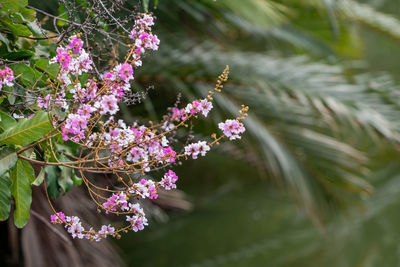 Close-up of pink flowering plant