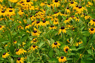 Close-up of yellow flowering plants